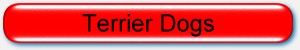 Terrier-Dogs